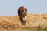 BORDER COLLIE 478